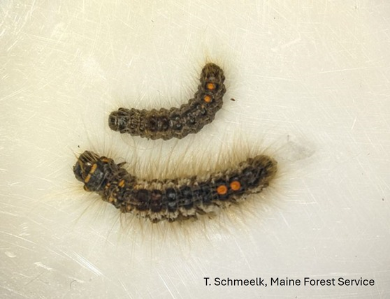 Photo of two browntail moth caterpillars. The one on top is slightly smaller and has less developed features than the lower caterpillar.