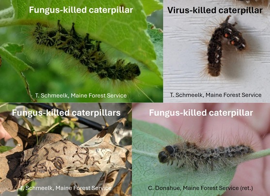 Photos of four of browntail moth caterpillars killed by a fungus or a virus.