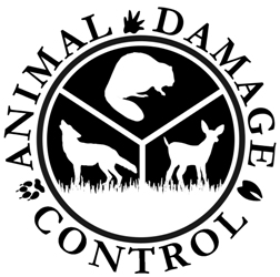 ADC Logo