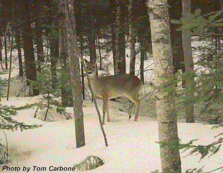 photo of a doe whitetail in the snowy woods