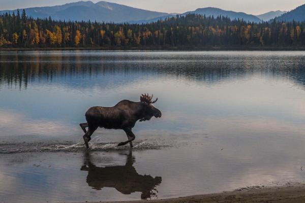 Cropped Moose