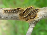 Late instar (older) browntail moth larvae.  Photo, MFS.