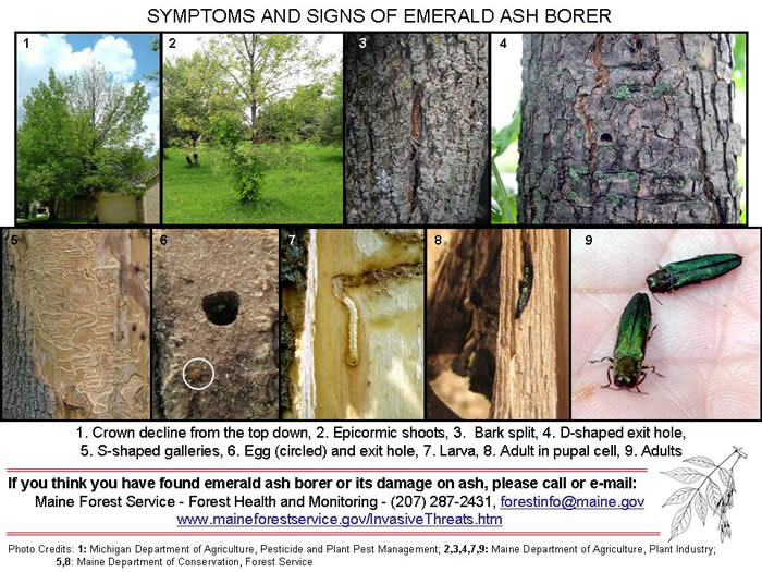 Emerald ash borer signs and symptoms.
