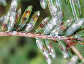 Heavy elongate hemlock scale infestation. Photo: Maine Forest Service