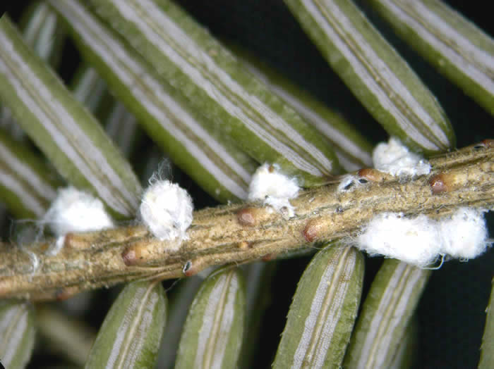 Hemlock woolly adelgid.  Photo: Maine Department of Agriculture, Plant Industry