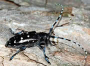 asian longhorn beetle maine indian fucking women on top