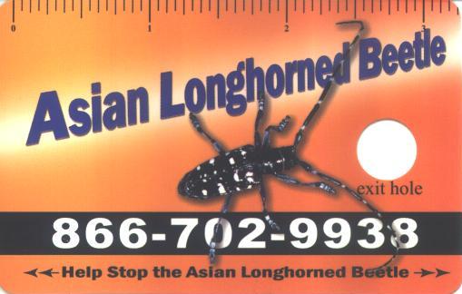 Can asian longhorn beetle maine Not know, asian longhorn beetle maine your