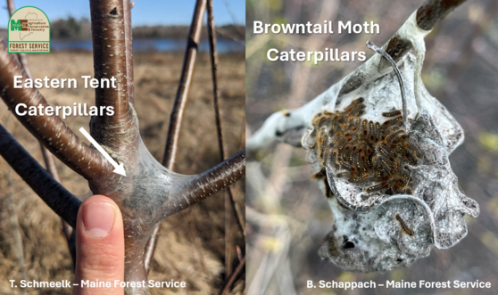 Photo of Eastern tent caterpillars with their silk nest in the crook of a tree next to a photo browntail moth caterpillar expanding winter nest on the tip of a branch.