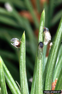 Eastern Spruce Gall Adelgid Adults