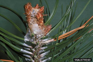 European Pine Shoot Moth Damage