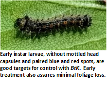 Gypsy Moth early instar larvae