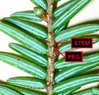Quick Key to Identifying Hemlock : Forest Health & Monitoring: Maine