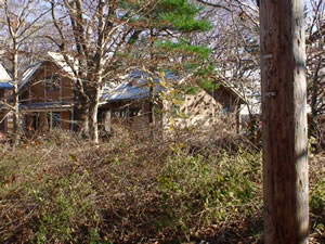 Thick brush between houses on Little Diamond Island