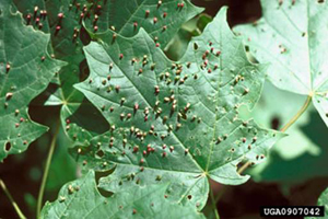 Maple bladder gall mite damage. Photo: Ronald S. Kelley, Vermont Department of Forest, Parks and Recreation, Bugwood.org
