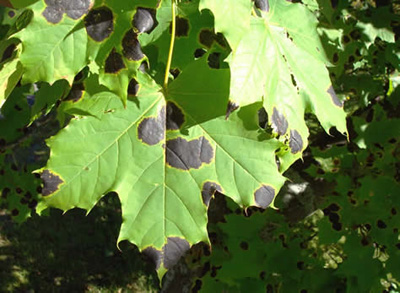 Tar Leaf Spot on Norway Maple