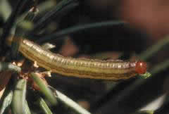 Yellowheaded spruce sawfly mature larva. Photo: MFS