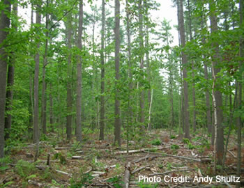 A well-stocked white pine stand following a timber harvest in Vassalboro. Allowing these valuable trees to grow larger faster is a result of forest management planning.