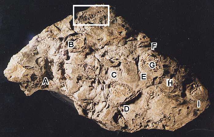 specimen containing mystery fossil