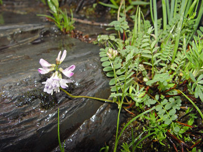 Photo: Alpine Milk-vetch in flower