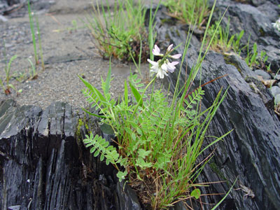 Photo: Alpine Milk-vetch