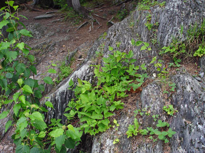 Photo: Clematis occidentalis