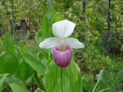 Photo: Cypripedium reginae