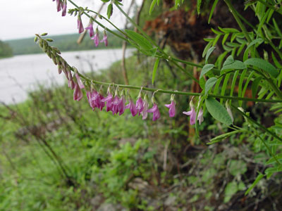 Photo: Hedysarum alpinum