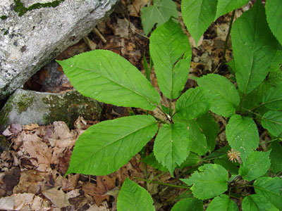 Photo: Panax quinquefolius