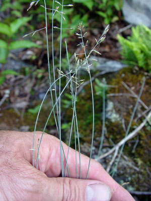 Photo: Poa glauca