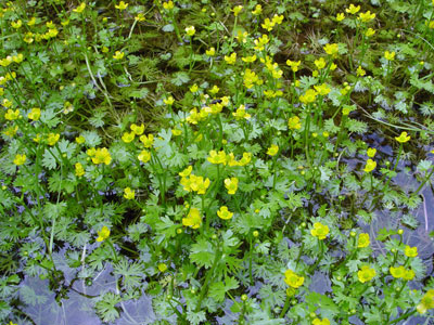 Photo: Ranunculus gmelinii