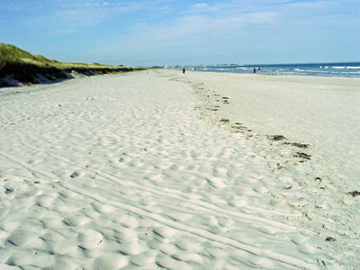 Image result for beach soil
