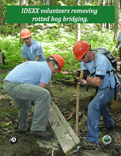 Idexx volunteers work on removing rotted bog bridge.