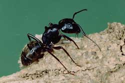 close-up of carpenter ant