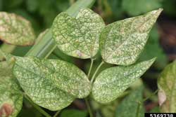 stippling on leaves caused by twospotted spider mites