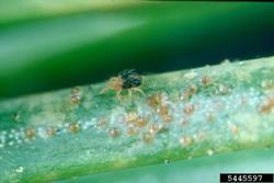 spruce spider mites