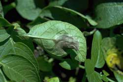 symptom of late blight on potato leaves