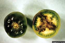 tomatoes with late blight