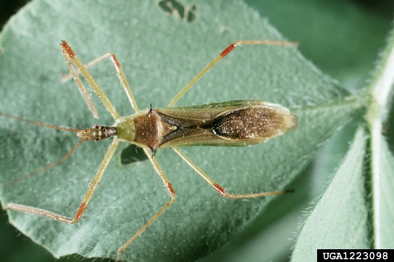 Got Pests?