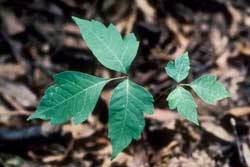 poison ivy leaves