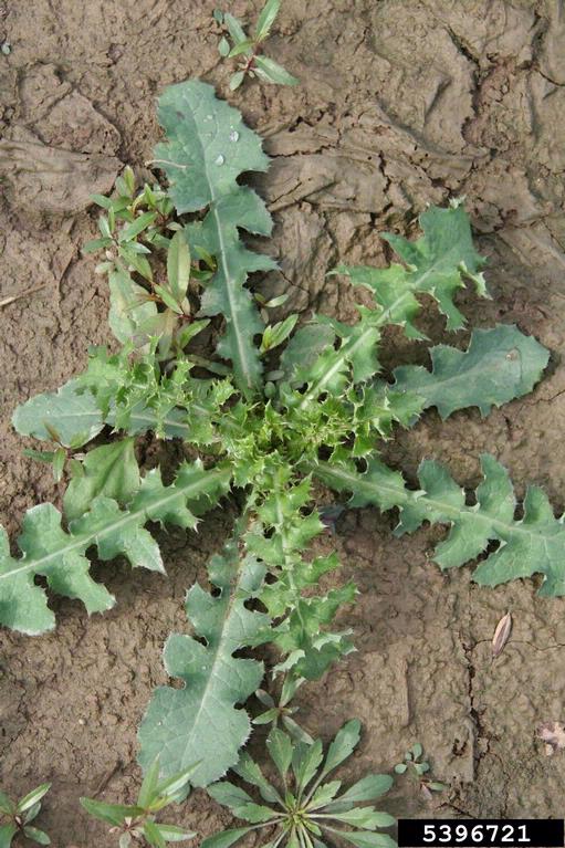 sowthistle-rosette-big.jpg