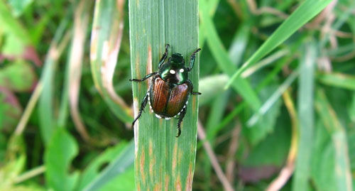 japanese beetle