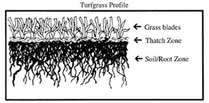 grass profile