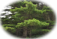 treegrowth