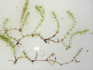 Picture of hydrilla