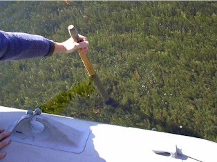 Picture of hydrilla in Pickerel Pond, Limerick.