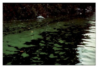 algal bloom