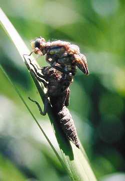 Emerging dragonfly