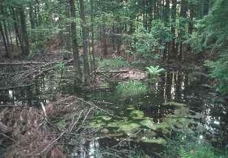 forests for water and wetlands essay forests for water and wetlands essay