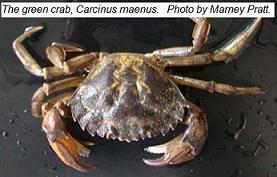 The green crab, Carcinus maenus. Photo by Marney Pratt.
