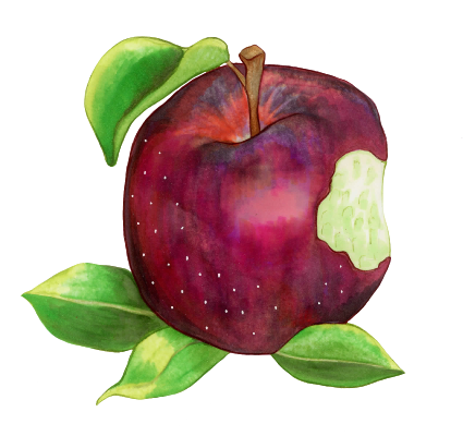 Drawing of a black oxford apple